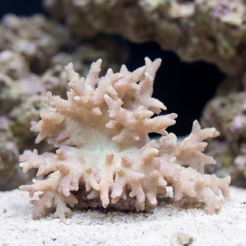 Sinularia Finger Leather Coral  