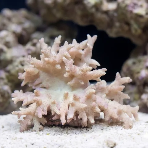 Sinularia Finger Leather Coral