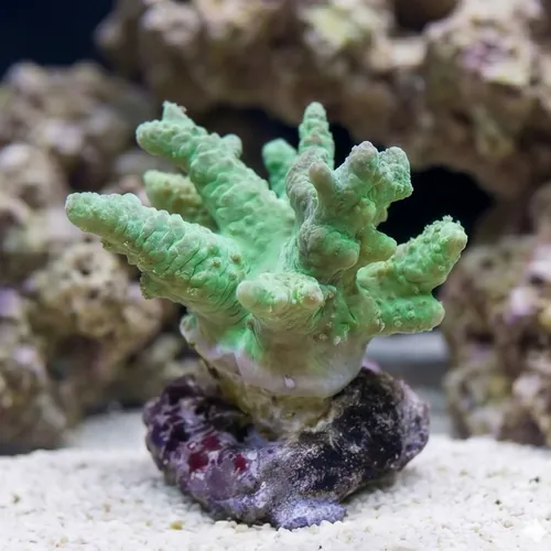 Sinularia Finger Leather Coral Mini - Indo Pacific