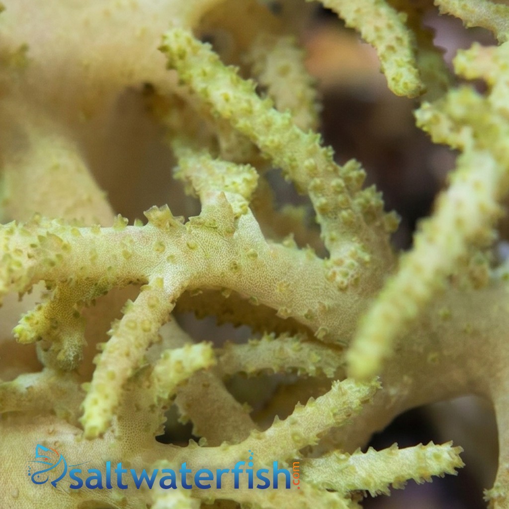 Sinularia Finger Leather Coral: Green 