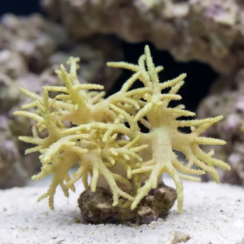 Sinularia Finger Leather Coral: Green