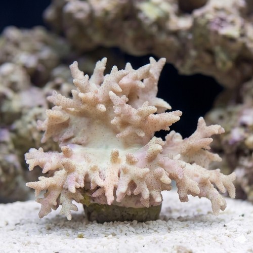 Sinularia Mushroom Finger Coral 