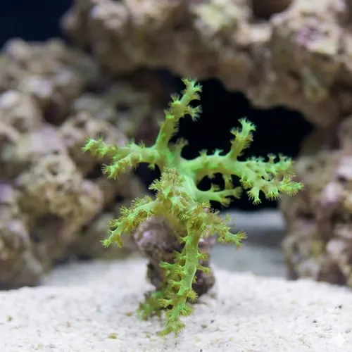 Palau Neon Green Sinularia Leather Coral
