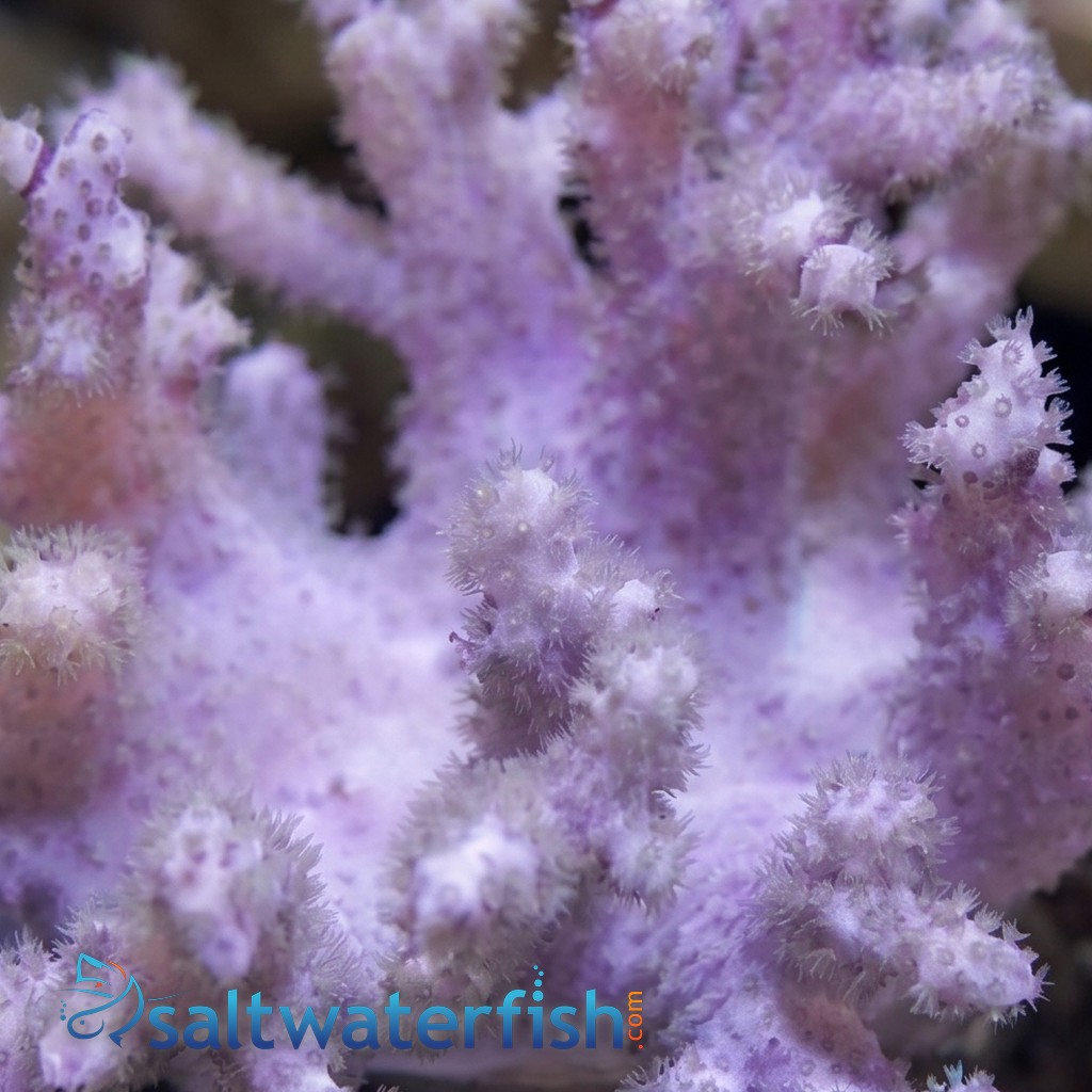 Sinularia Mushroom Finger Coral - Fiji
