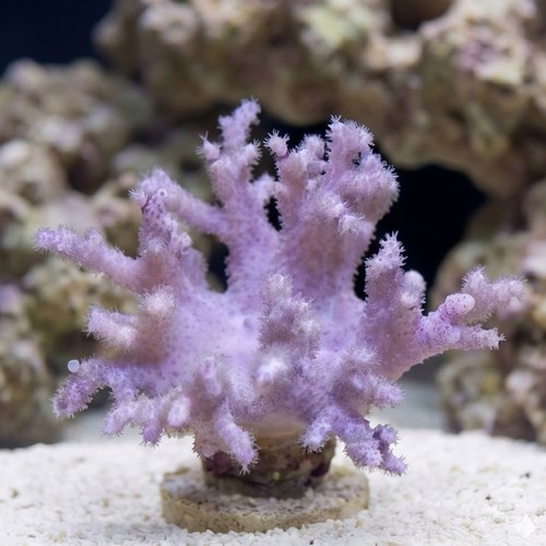 Sinularia Mushroom Finger Coral - Fiji