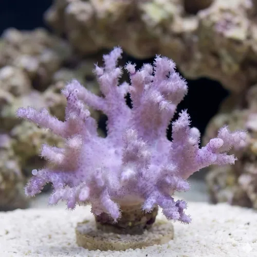 Sinularia Mushroom Finger Coral - Fiji