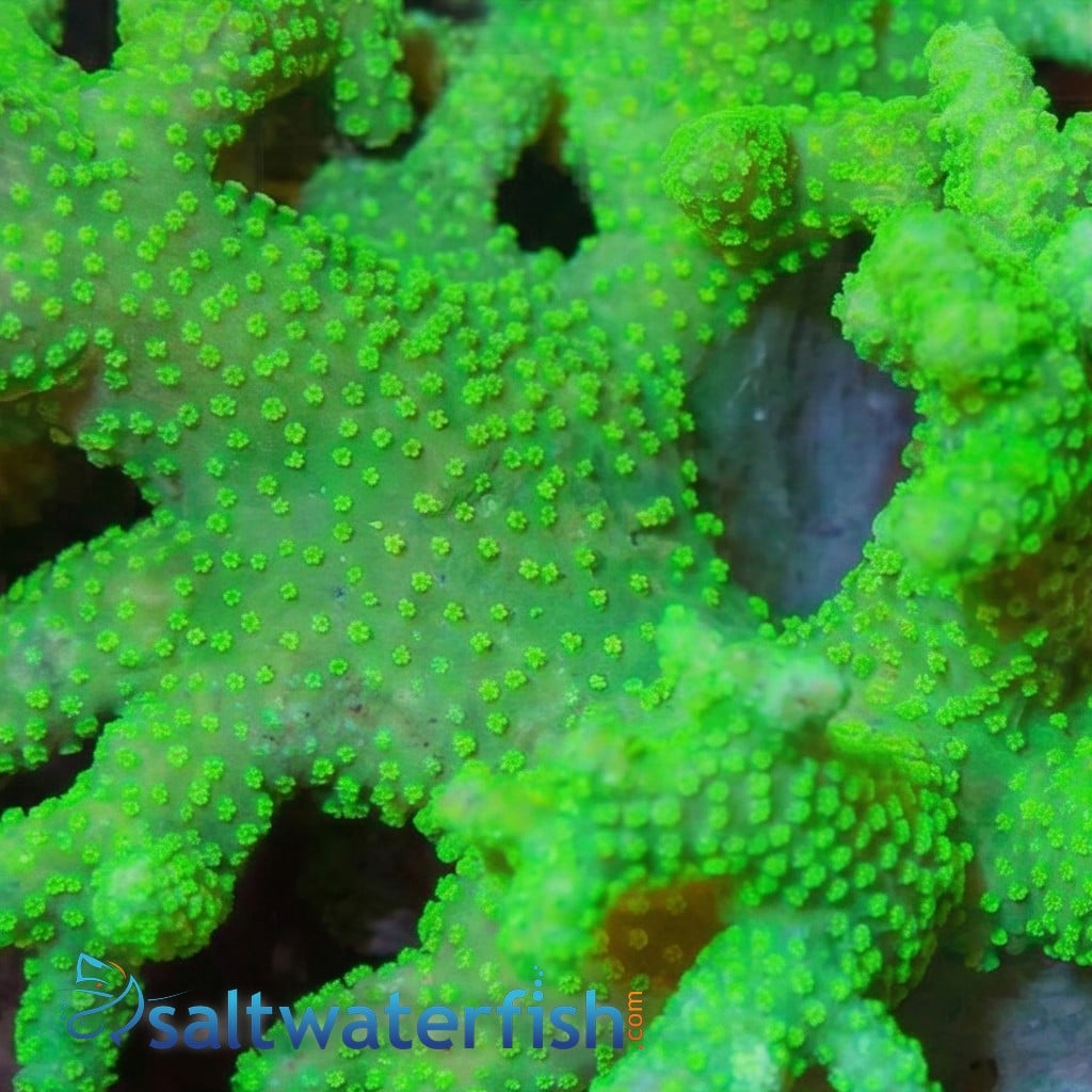 Sinularia Mushroom Finger Coral : Green - Fiji