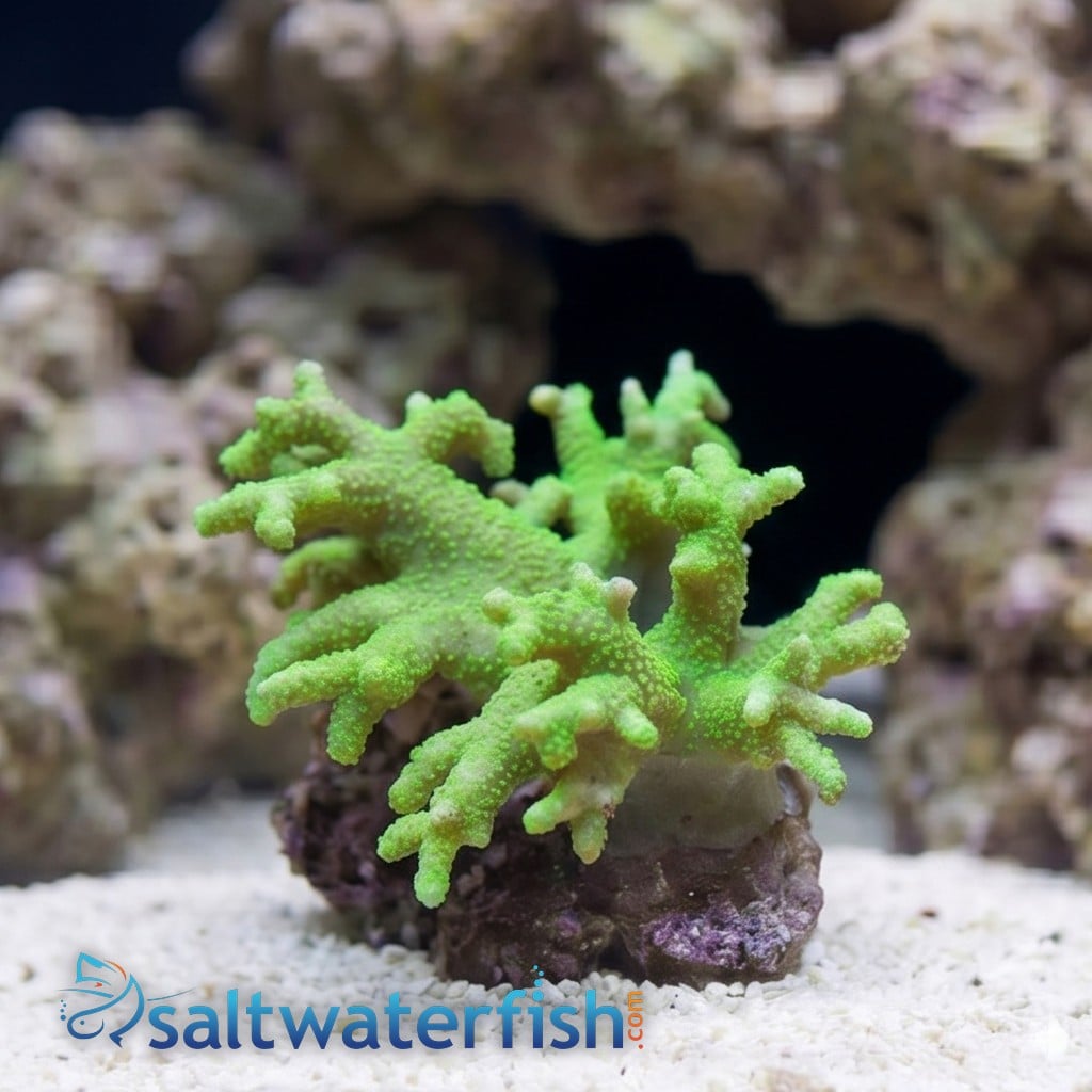 Sinularia Mushroom Finger Coral : Green - Fiji