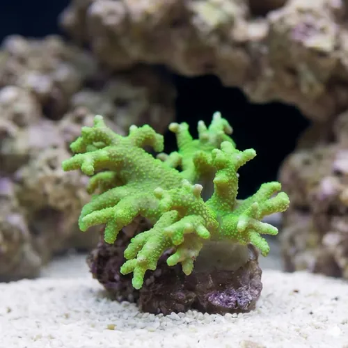 Sinularia Mushroom Finger Coral : Green - Fiji