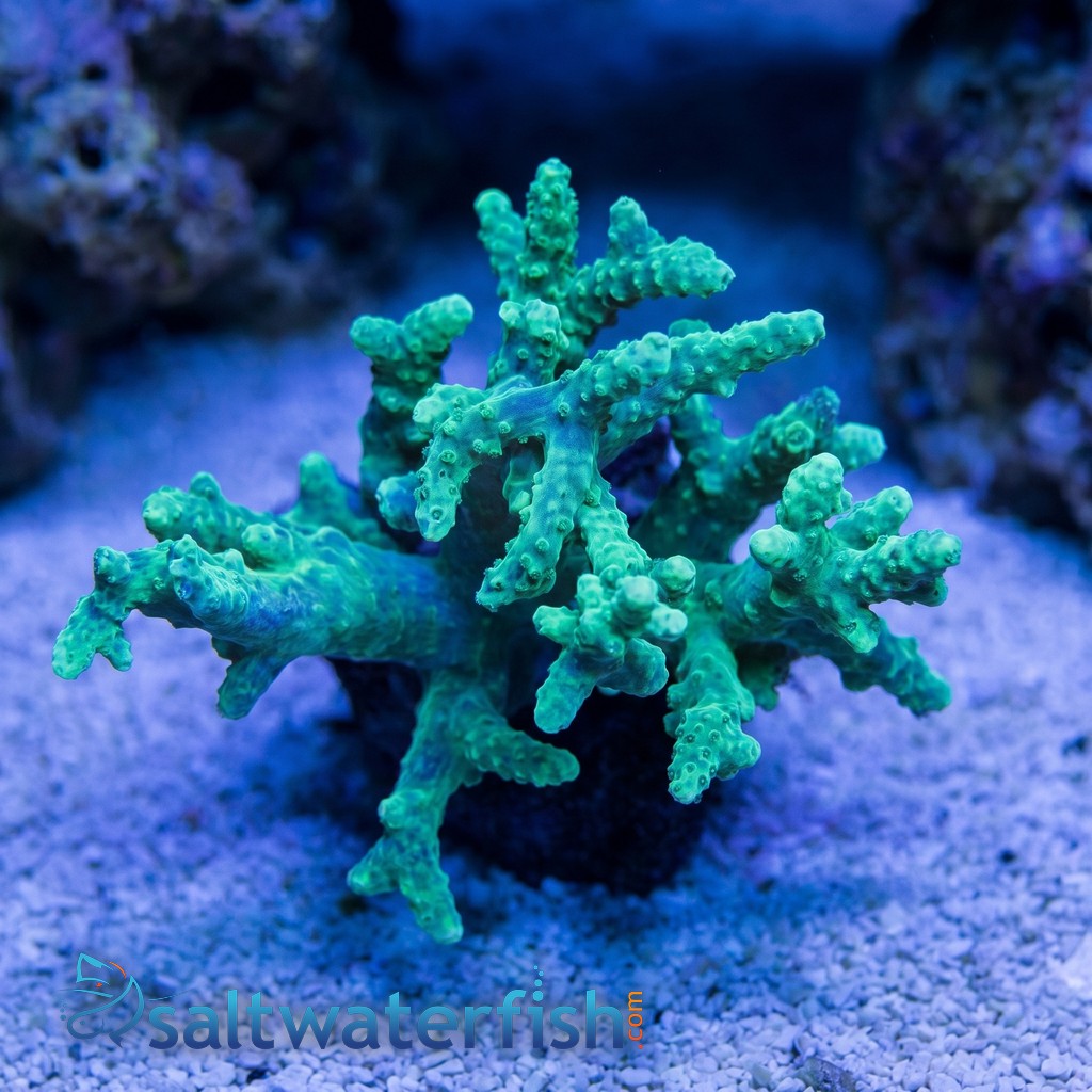 Sinularia Mushroom Finger Coral : Green - Aquacultured