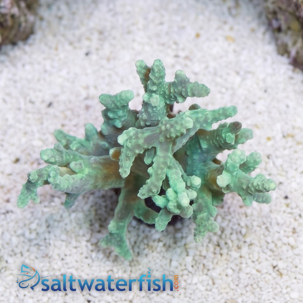Sinularia Mushroom Finger Coral : Green - Aquacultured