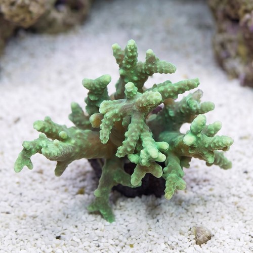 Sinularia Mushroom Finger Coral : Green - Aquacultured