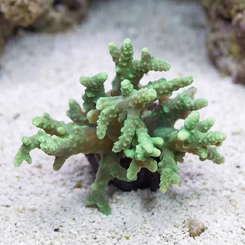 Sinularia Mushroom Finger Coral : Green - Aquacultured