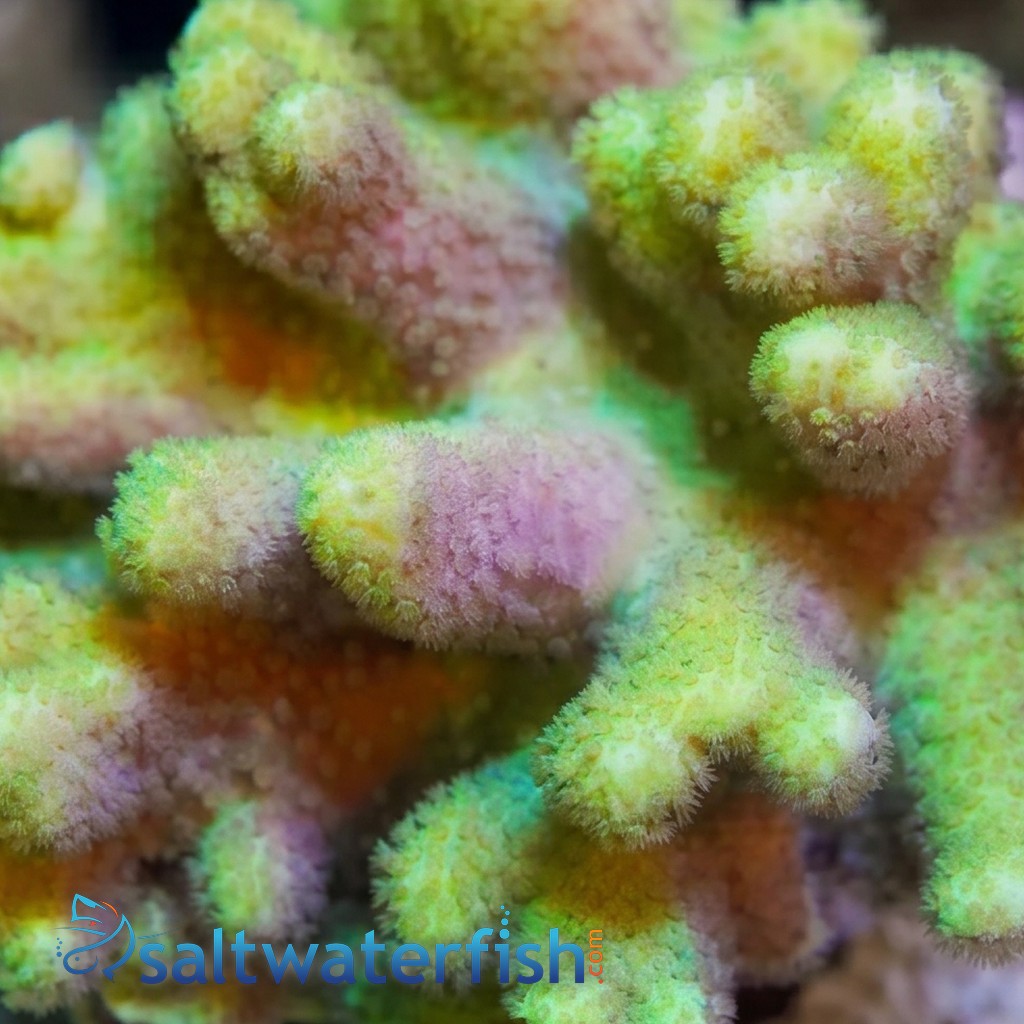 Leather : Thick Finger - Fiji