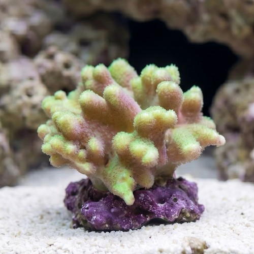 Leather : Thick Finger - Fiji