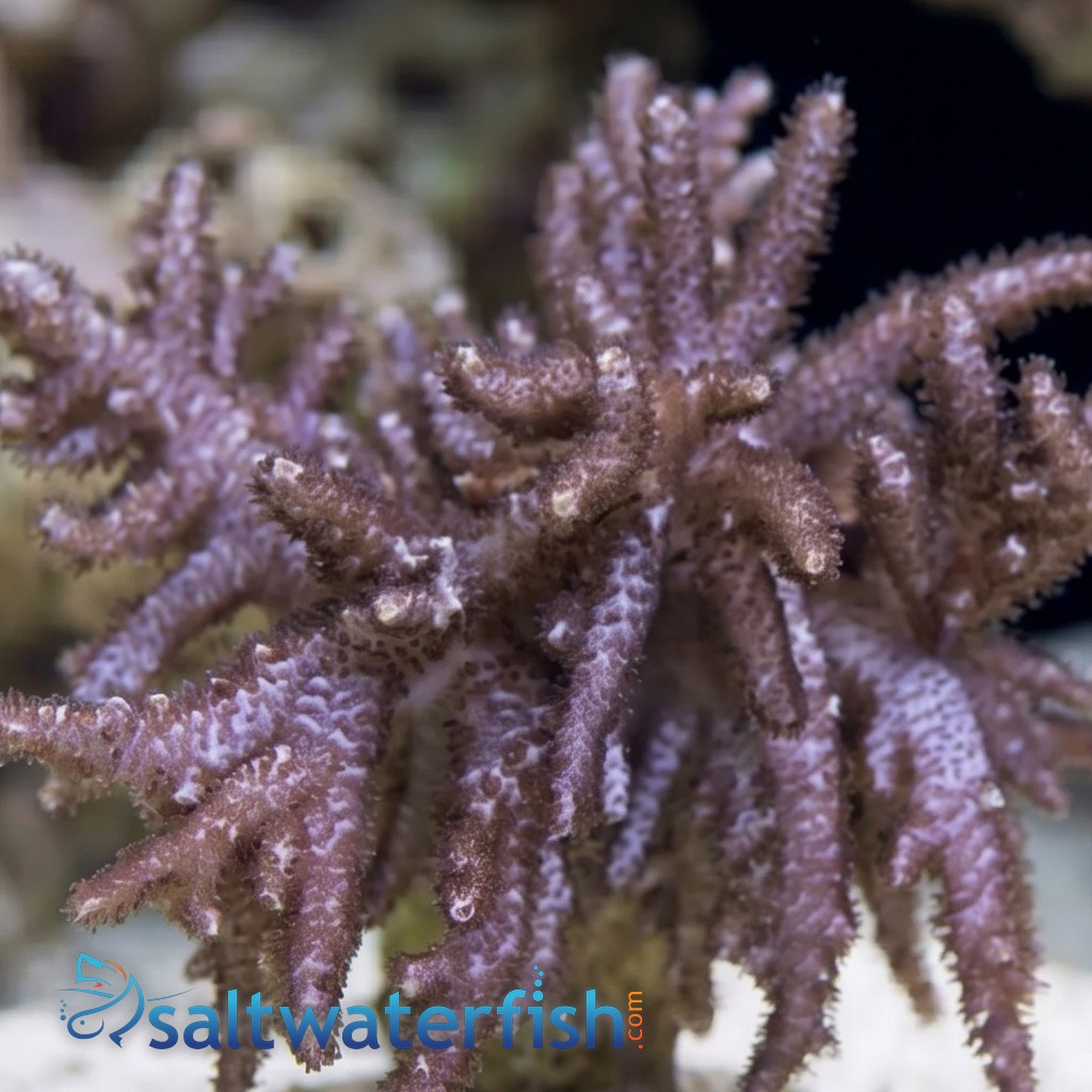Young Finger Leather Coral - Australia