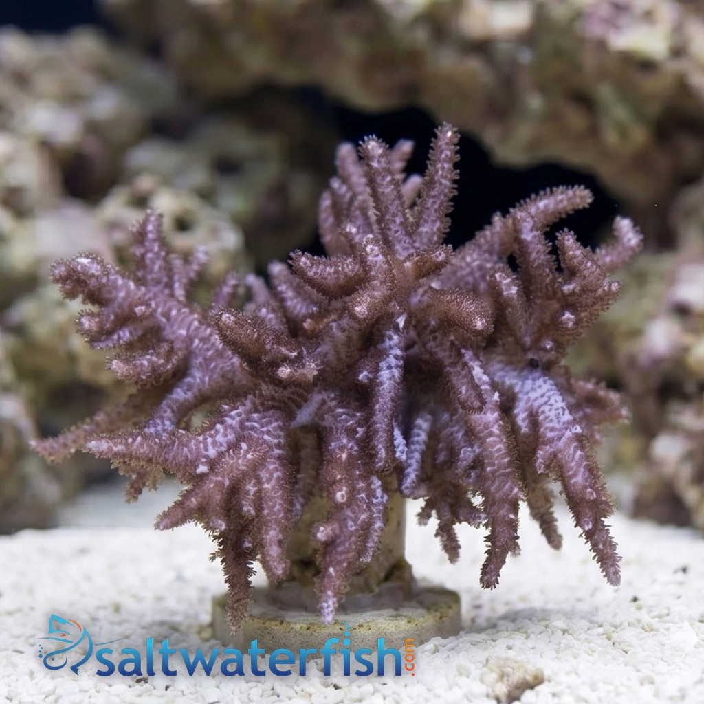 Finger Leather Coral