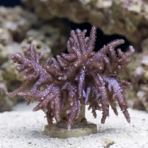 Finger Leather Coral
