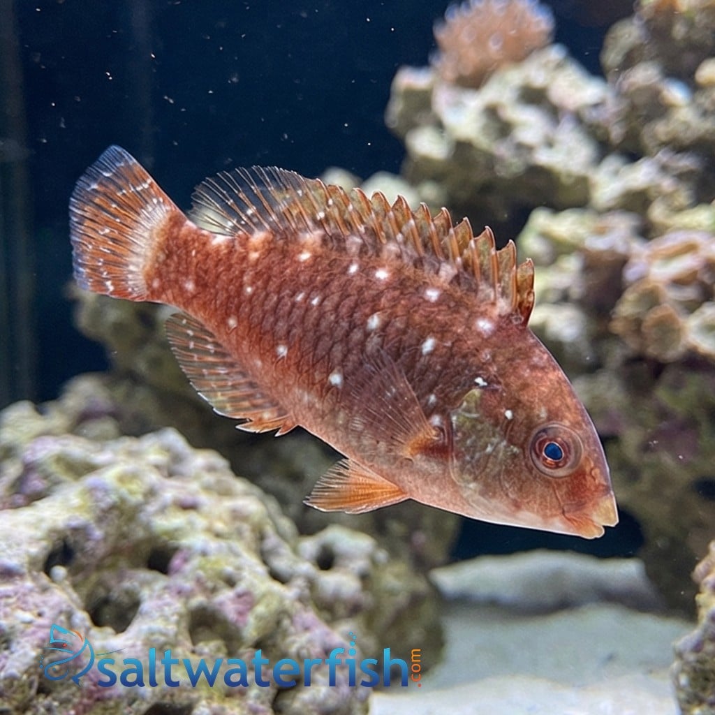 Stoplight Parrotfish - Atlantic
