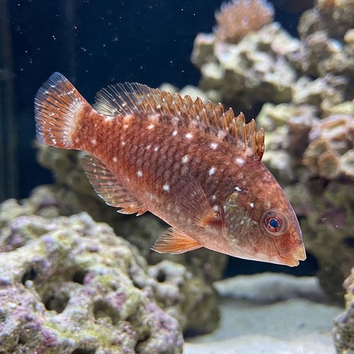 Stoplight Parrotfish - Atlantic