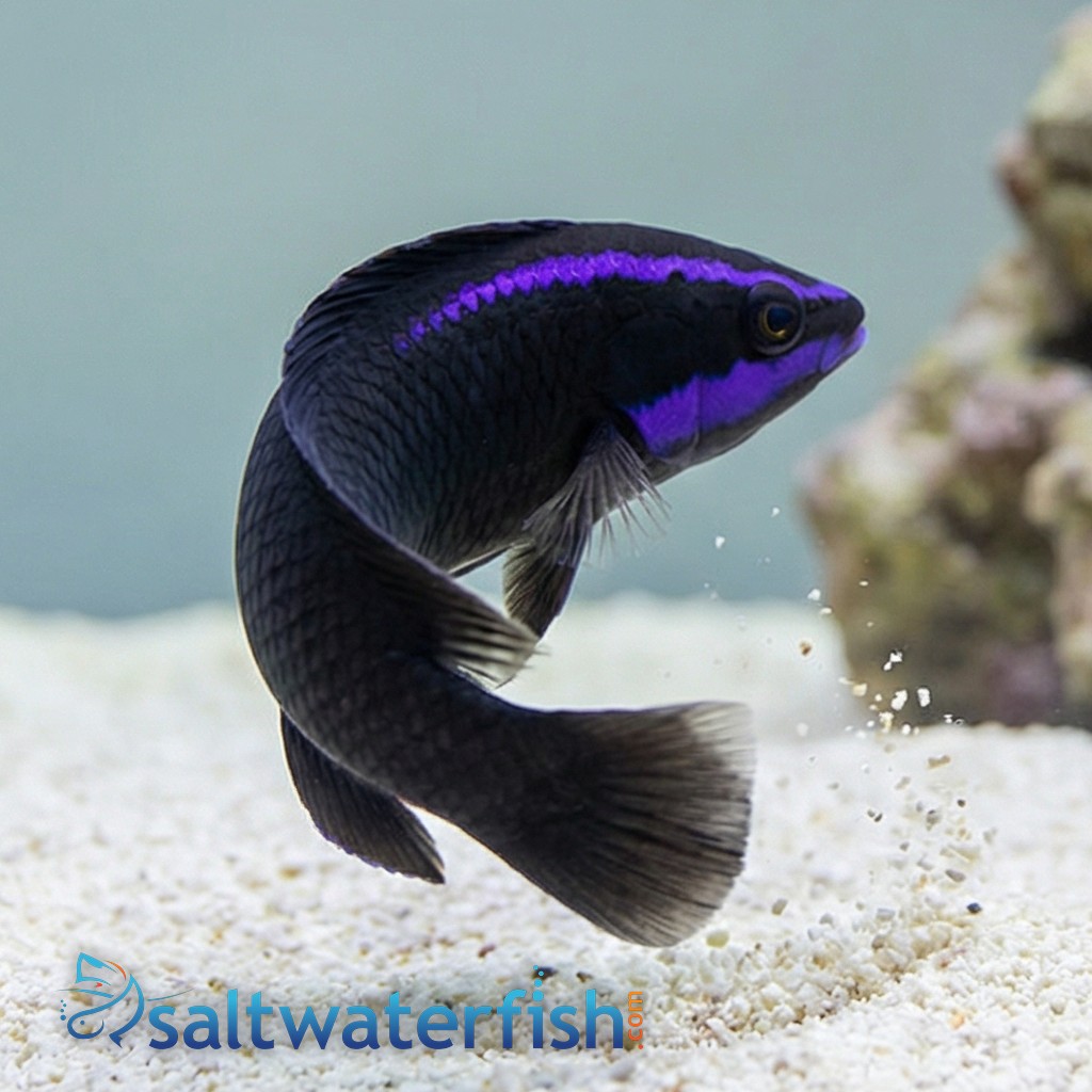 Springeri Pseudochromis - Captive Bred