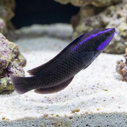 Springeri Pseudochromis - Captive Bred