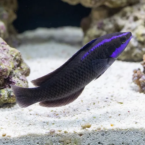 Springeri Pseudochromis - Captive Bred