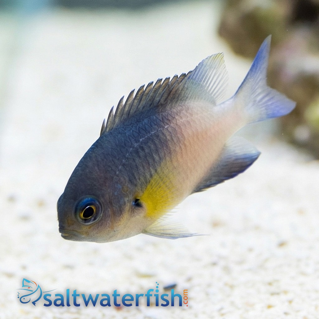 Bicolor Damsel - Atlantic