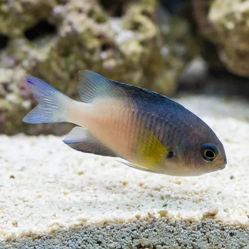 Bicolor Damsel - Atlantic
