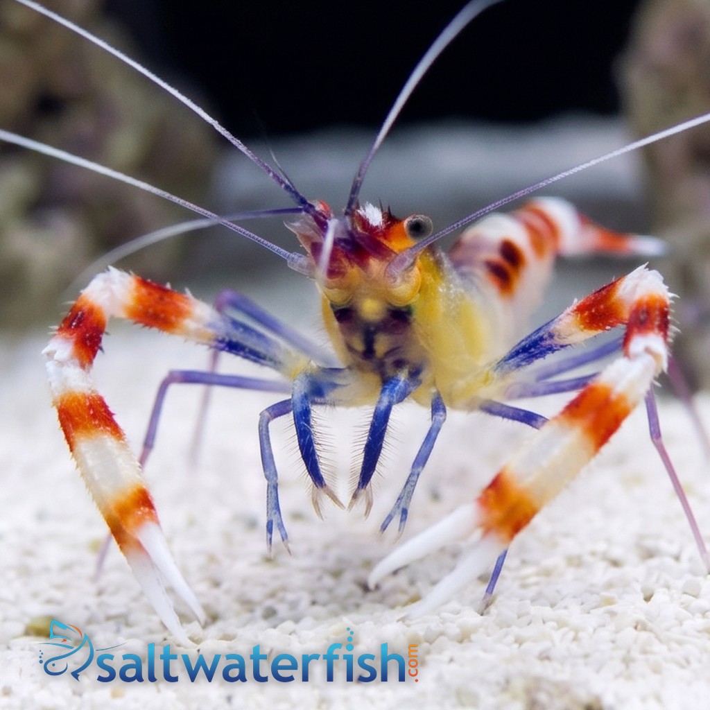 Coral Banded Shrimp: Yellow - Eastern Asia