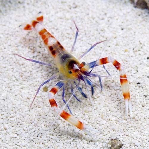Coral Banded Shrimp: Yellow - Eastern Asia