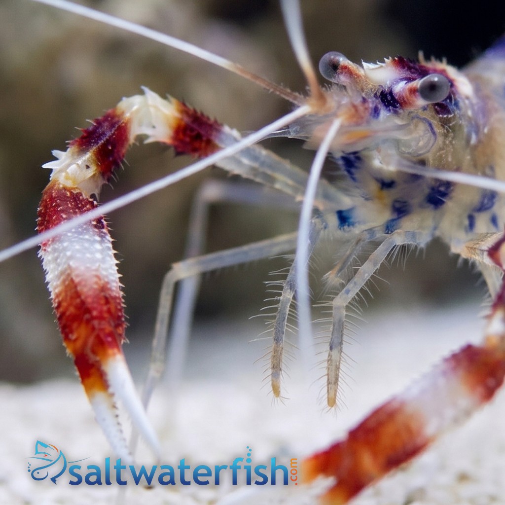 Coral Banded Shrimp