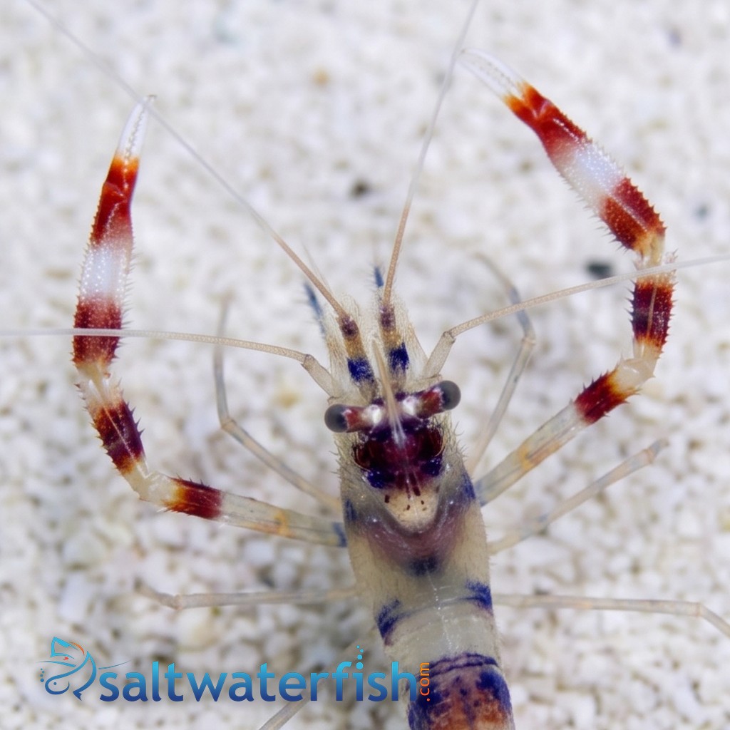 Coral Banded Shrimp