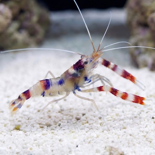 Coral Banded Shrimp