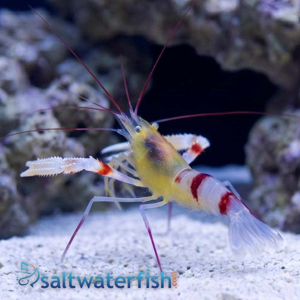 Zanzibar Coral Banded Shrimp