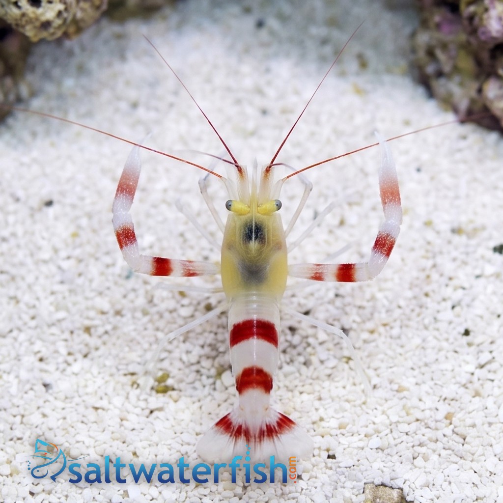 Zanzibar Coral Banded Shrimp