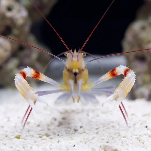 Zanzibar Coral Banded Shrimp