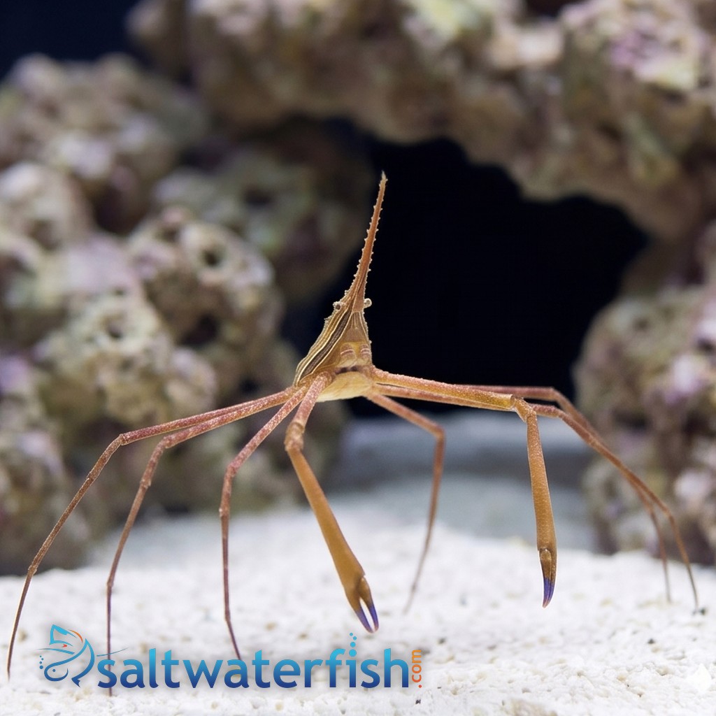 Arrow Crab