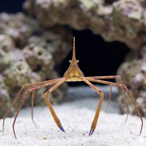 Arrow Crab