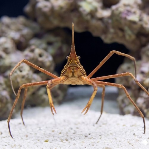 Arrow Crab - Pacific