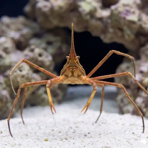 Arrow Crab