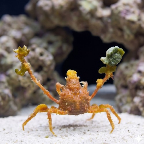 Decorator Arrow Crab - Caribbean