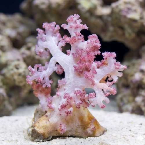 Soft Coral Tree : Red 