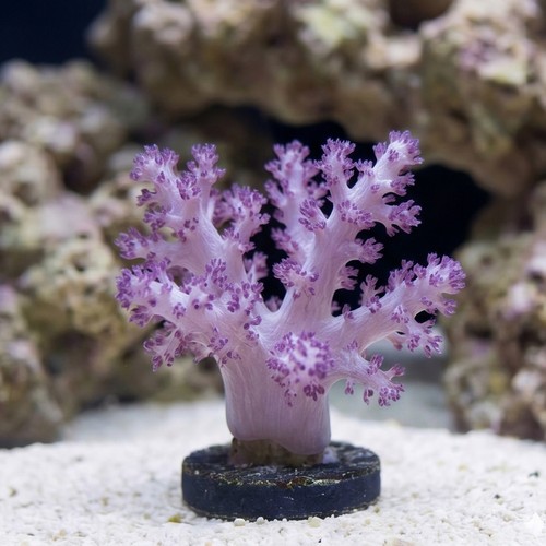 Soft Coral Tree Mini : Red Tip 