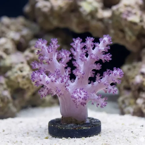 Soft Coral Tree Mini : Red Tip