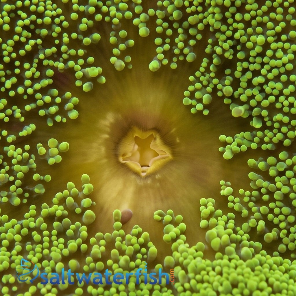 Green Carpet Anemone - South Asia