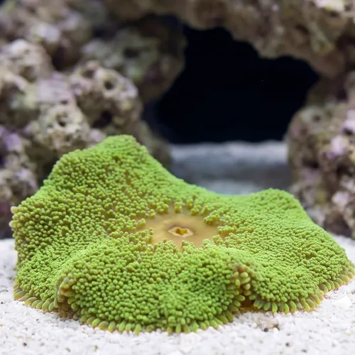 Green Carpet Anemone - South Asia