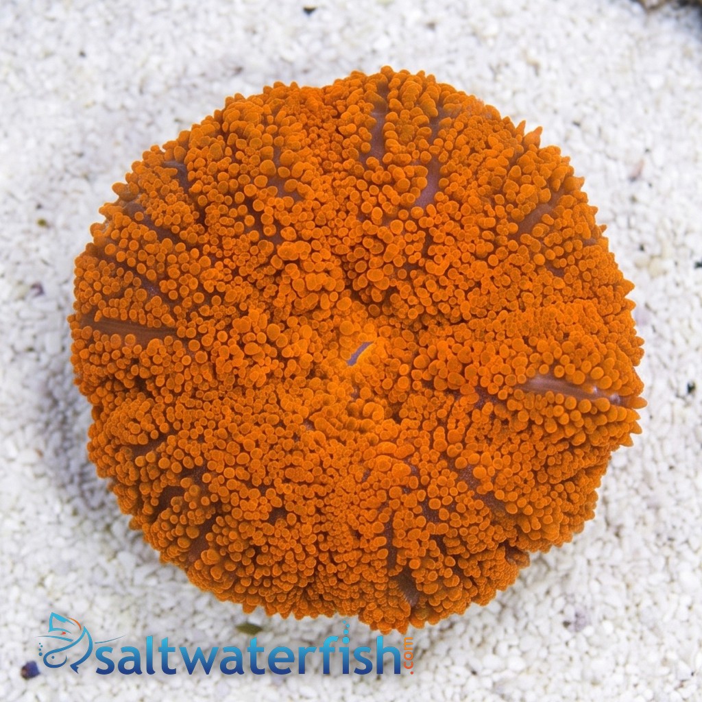 Maxi-Mini Carpet Anemone: Super Red