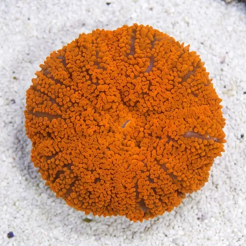 Maxi-Mini Carpet Anemone: Super Red