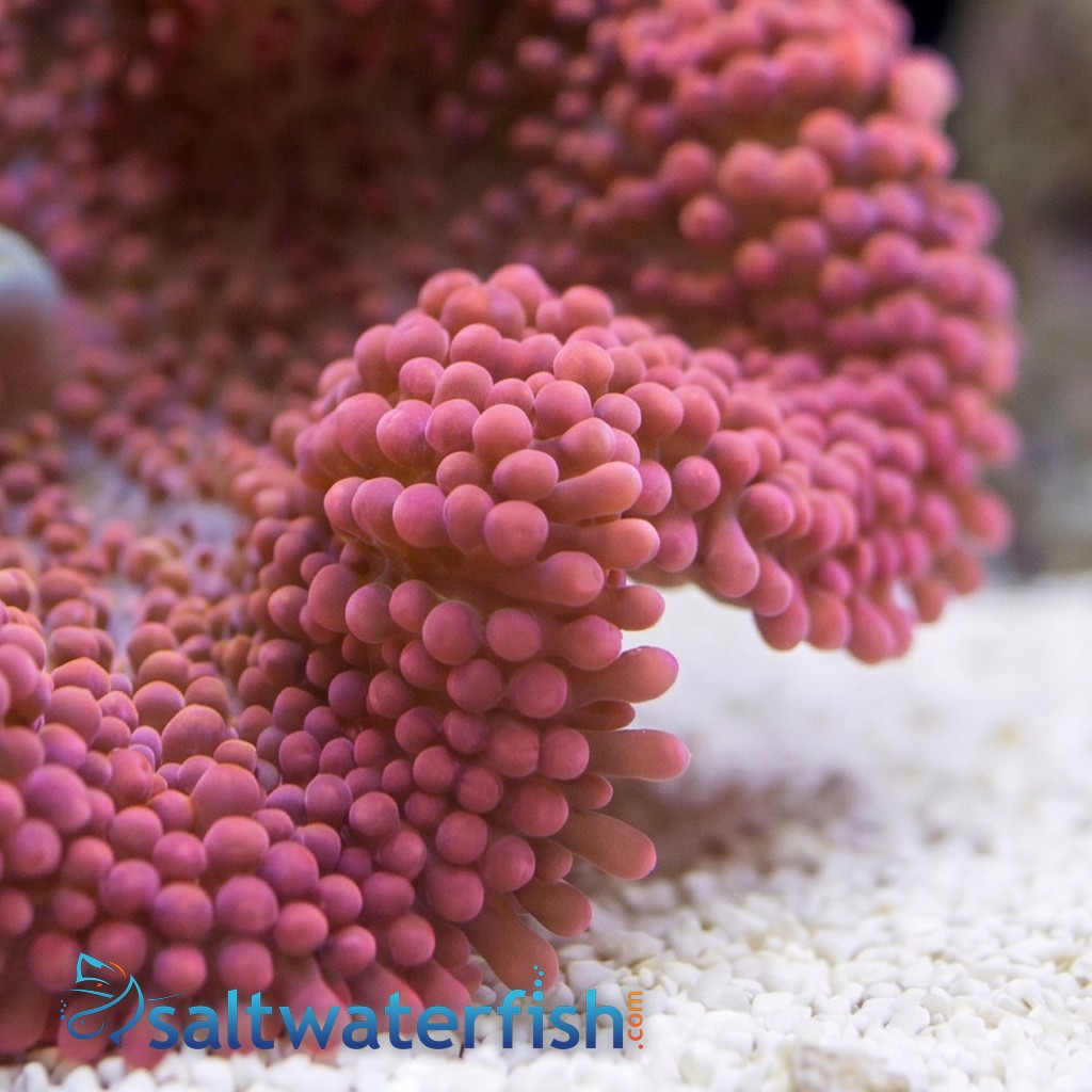 Carpet Anemone: Red - Indo Pacific